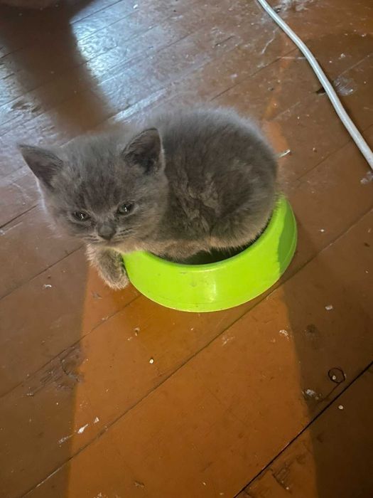 Продавам котенца на 2 месеца порода "Британска Късокосместа".