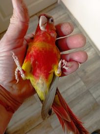 Бебета папагали пирура