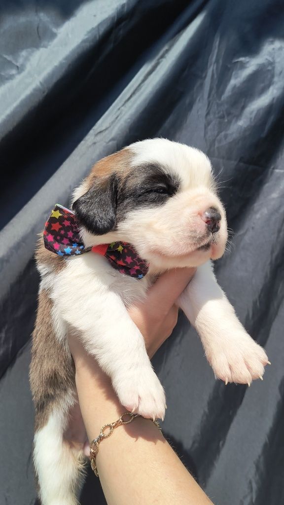 Femela de Saint Bernard cu pedigree