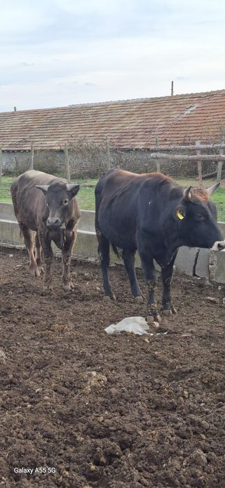 Продават се 15 бр мъжки и женски телета