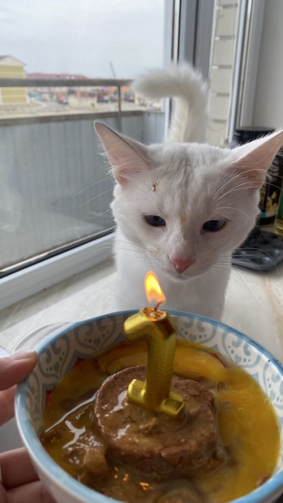 продается кошкаа