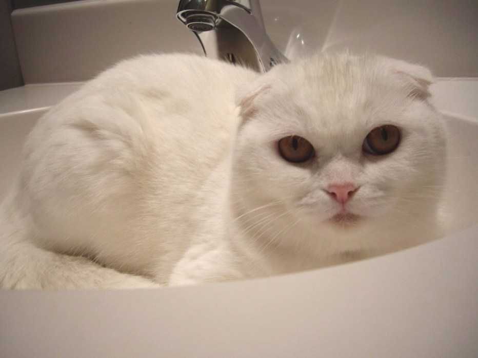 Вязка белый вислоухий кот