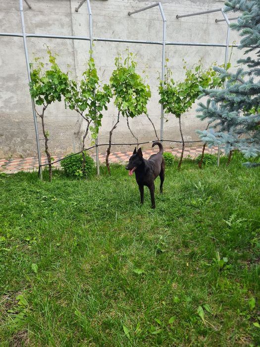 Câine Belgian Malinois