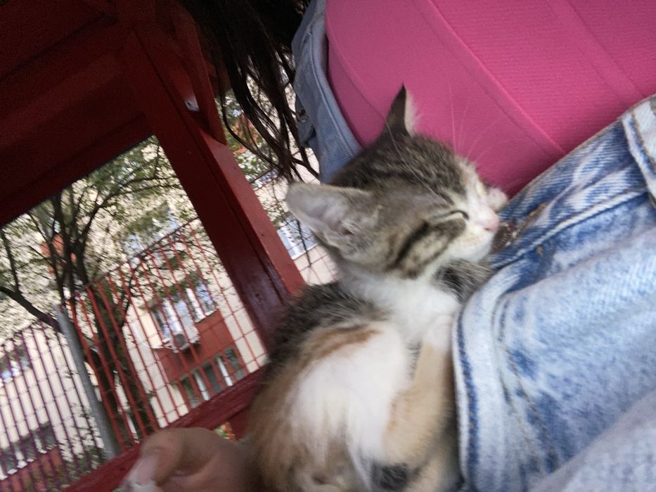 Pisica spre adoptieeeeeeeeeeeeeeeeeee