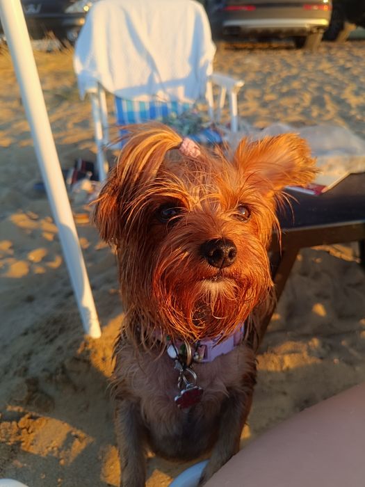 Отдава се мини йорки (3-годишен, възпитан, много спокоен)