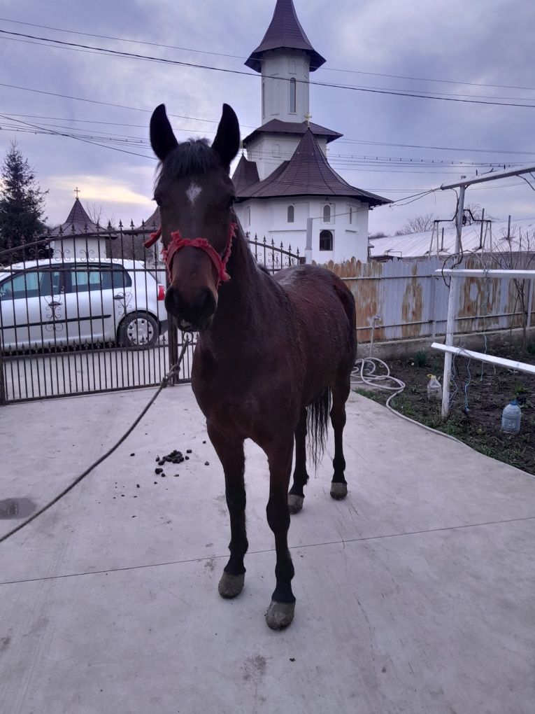 Vând iapă cuminte!