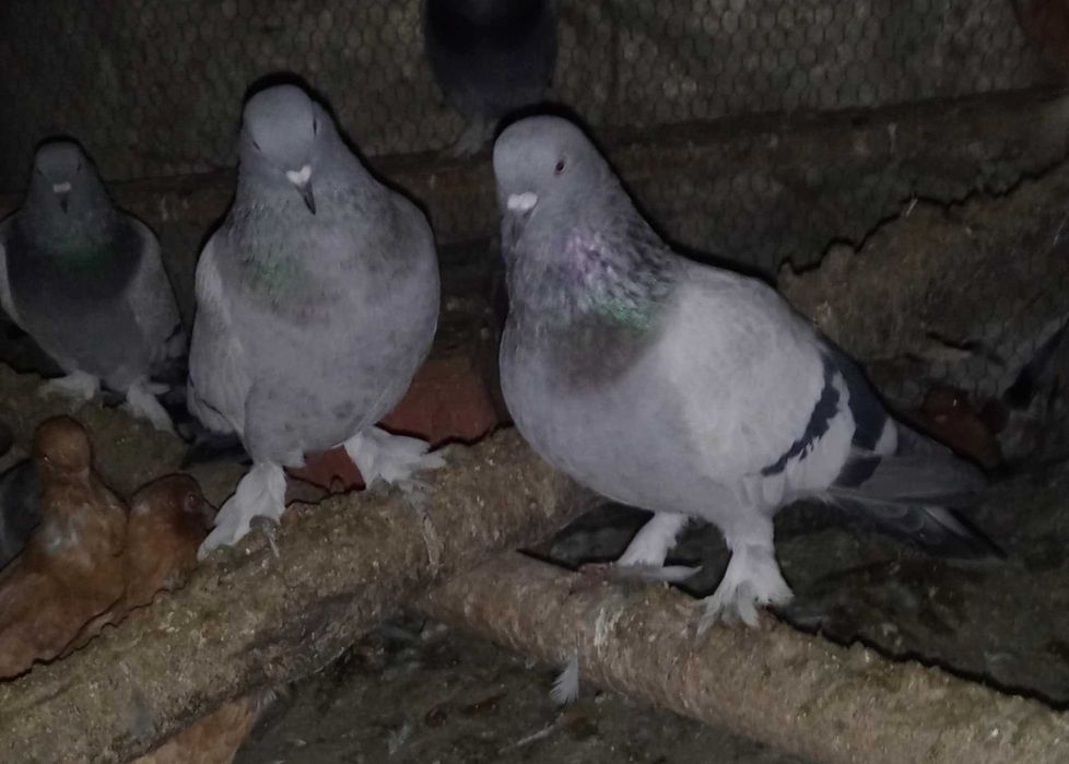 Гълъби мардини..