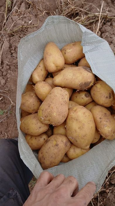 Продаю картошку молодую