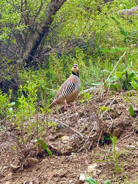 Экскурсии из Ташкента в горы в Туры