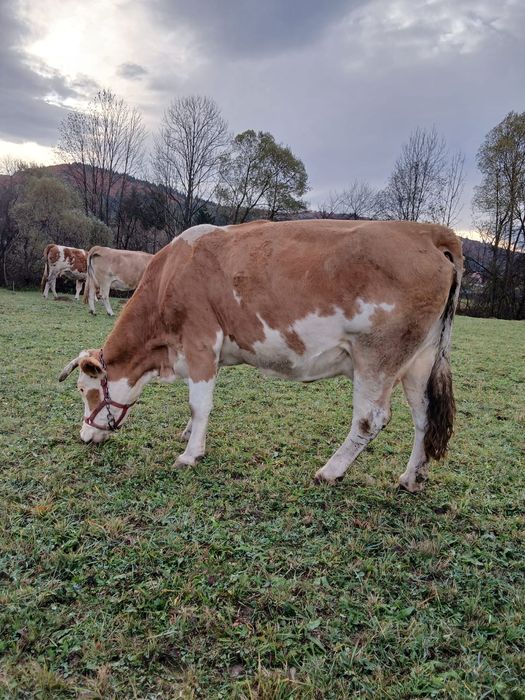 Vaci gestante de vânzare