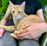 Porto, motanel castrat pentru adoptie