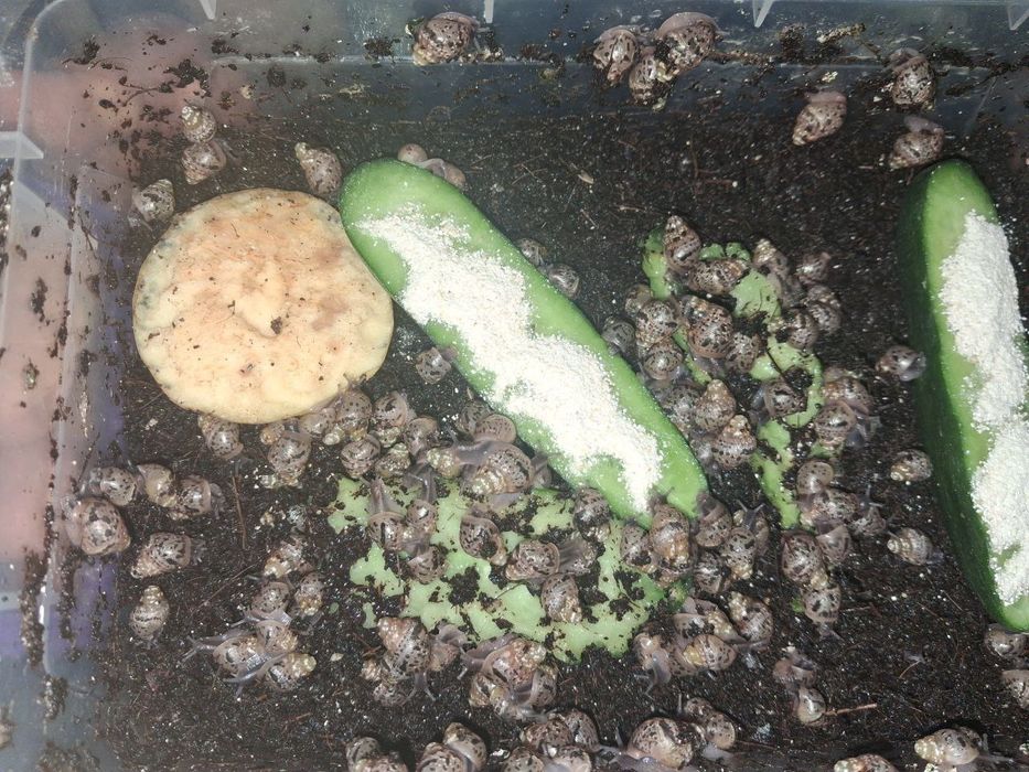 Aktiv ulitkalar. Ishonchli