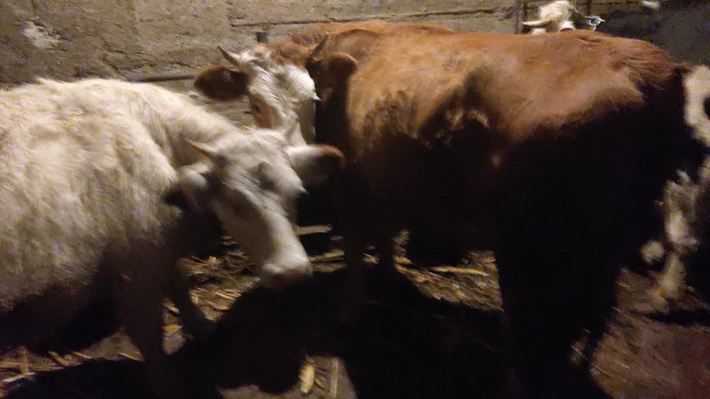 Vand vacii tinere mai multe detali la telefon