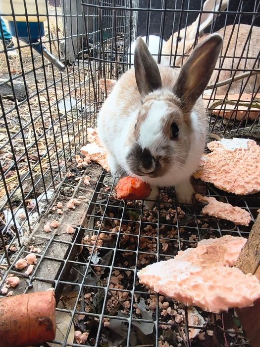 Отдам декоративных кроликов