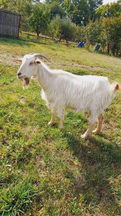 Capră de vânzare