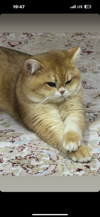 Вязка британский кот для вязки
