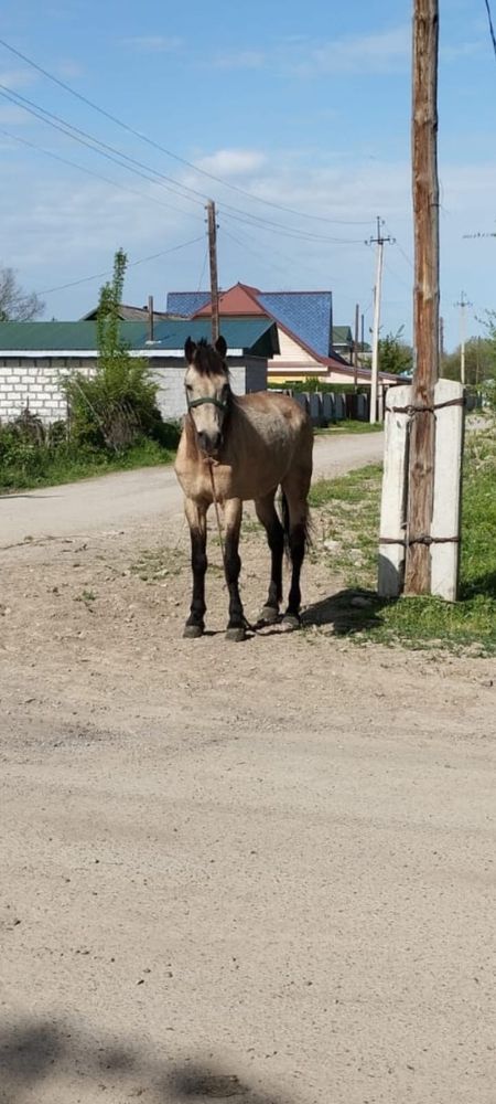 Срочно продам лошадь