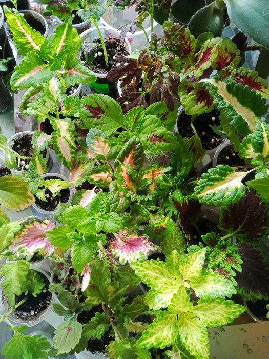 Продам сортовые колеусы