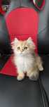 British longhair golden