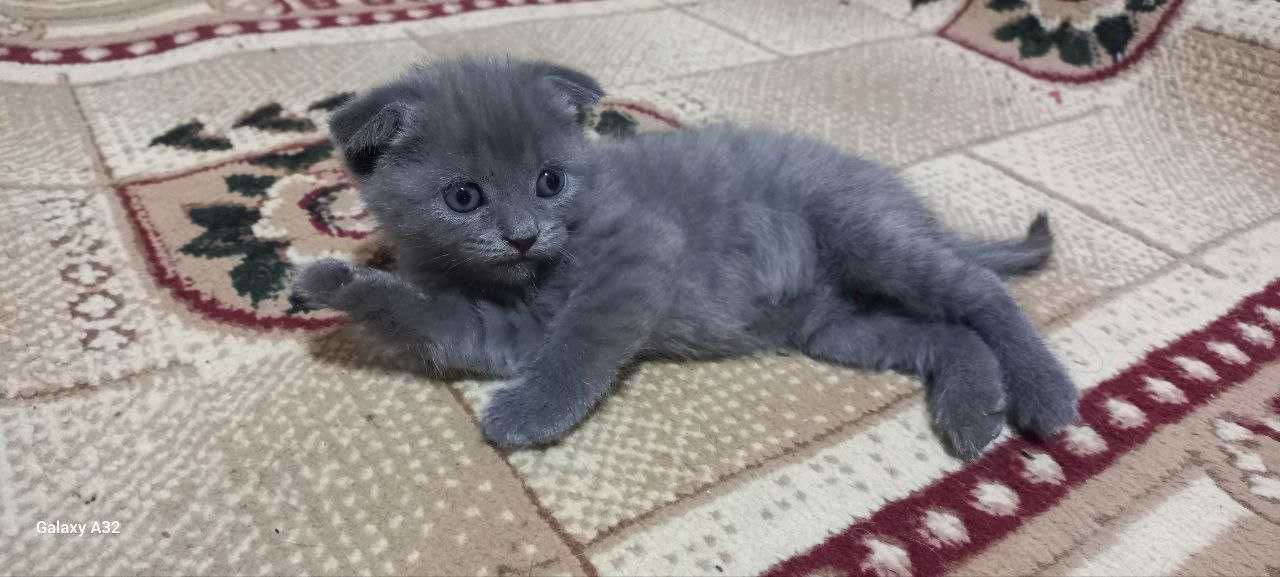 продаётся котята