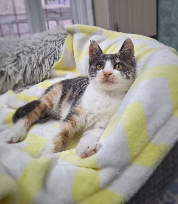 Sandy, cea mai frumoasă pisică din București, așteaptă să o adopți
