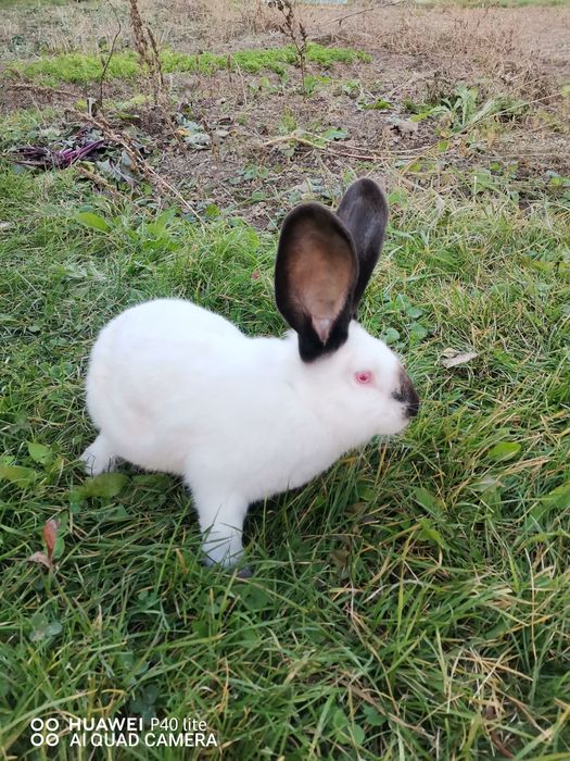 Iepuri fluture german și uriaş de Transilvania