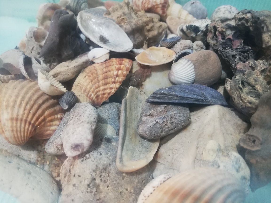 Bol acvariu pesti cu nisip si scoici Marea Mediterana