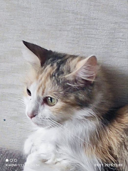 Кошка Алиса, отдам в добрые  руки