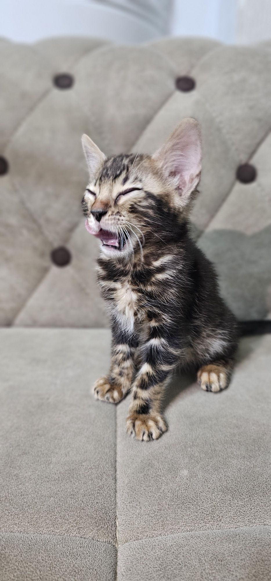 Бенгальские котята