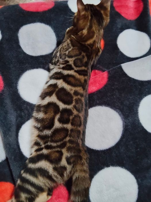 Pui Bengal - Felisa Internationala Lady Daiana