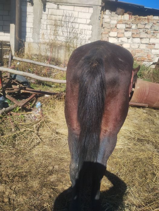 Vând cal de 10 ani