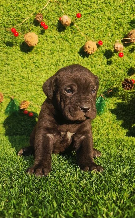 Cane Corso din parinti de exceptie