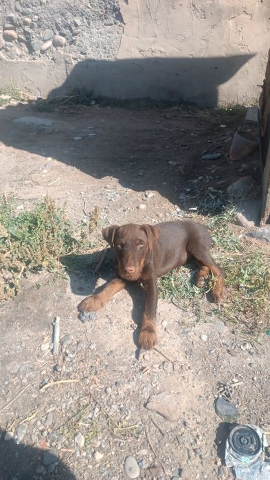 Ягдтерьер коричневый кушик