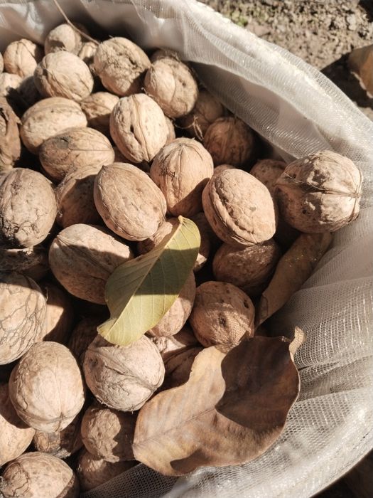 Продам грецкий орех