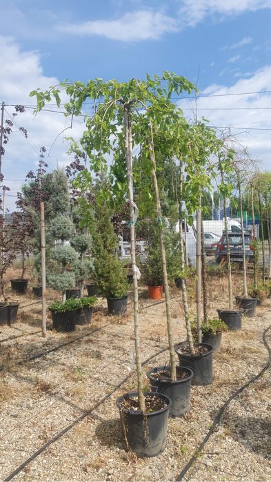 Mesteacan Alb si multe alte plante