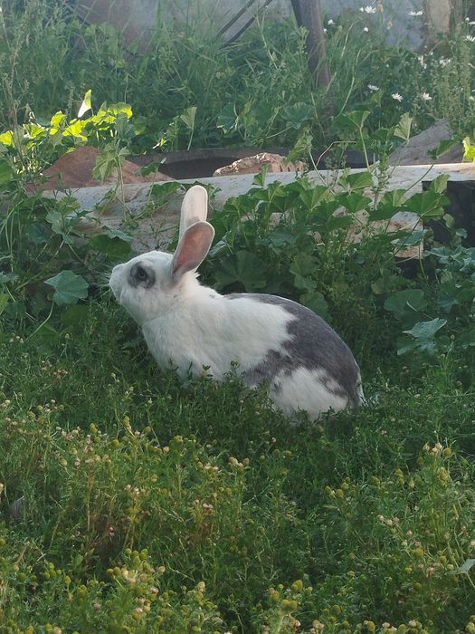 Продам кроликов.