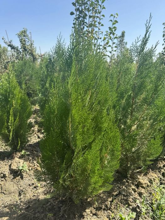 Сосна Арча кучатлари сотилади