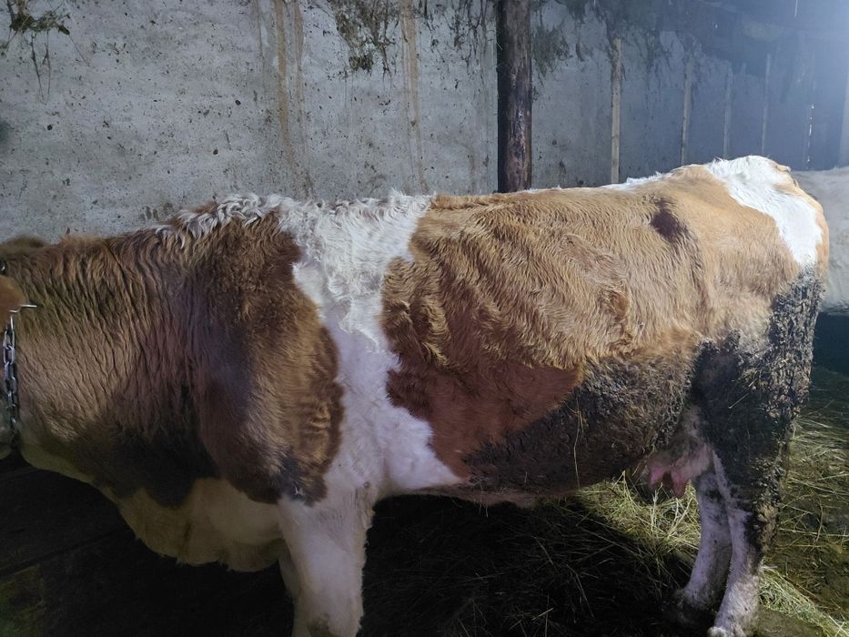 Vând doua vaci baltate românești