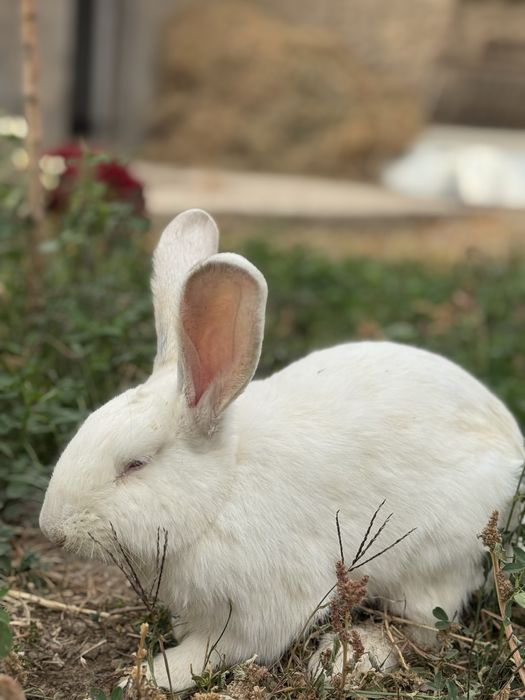 Кролики продаются
