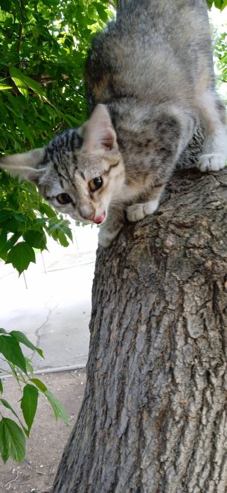 Котенок ищет дом
