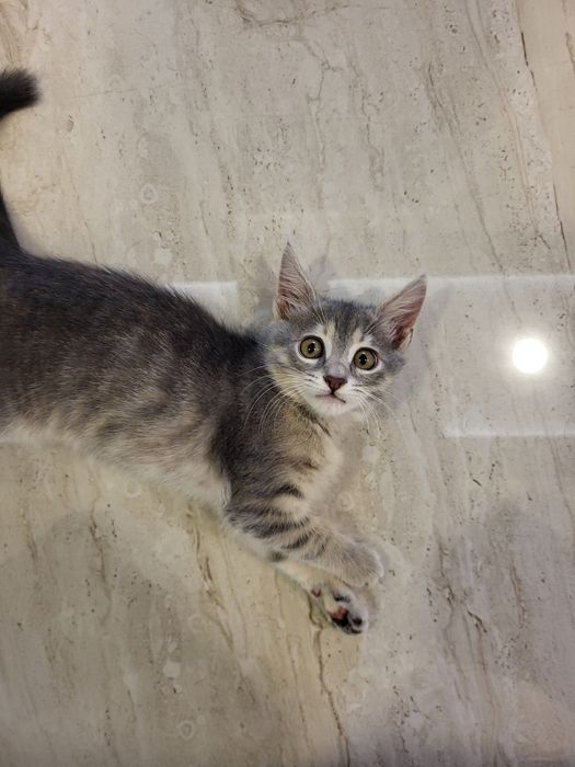 Подарява се женско коте.