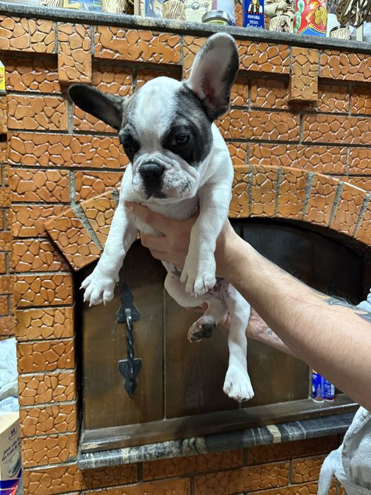 Bulldog Francez 3 luni