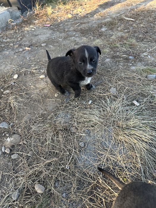 Щенята средней породы