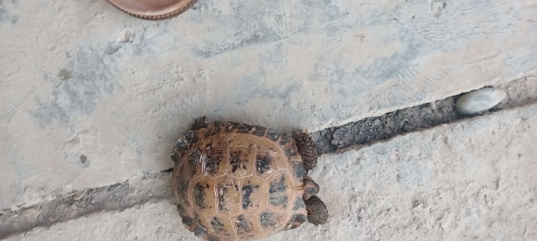 Uy toshbaqasi yoshi 1,5 da