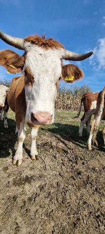 Vând vaci și juninci din rasa Baltata Romaneasca