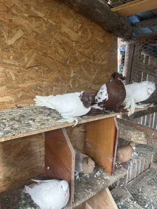 Vand tobosari germani si tobosari de dresla