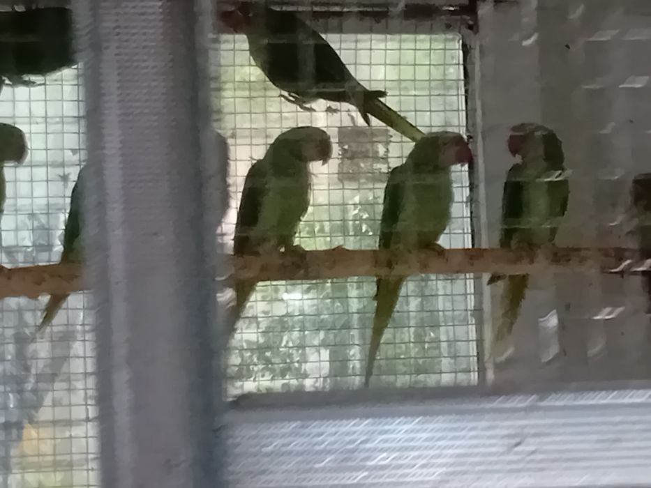 Marele Alexandru blânzi 2025