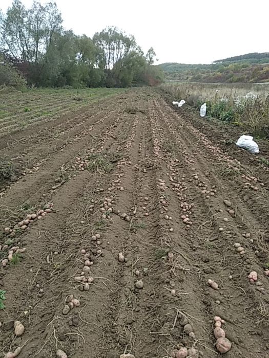 Cartofi   roșii nesortati
