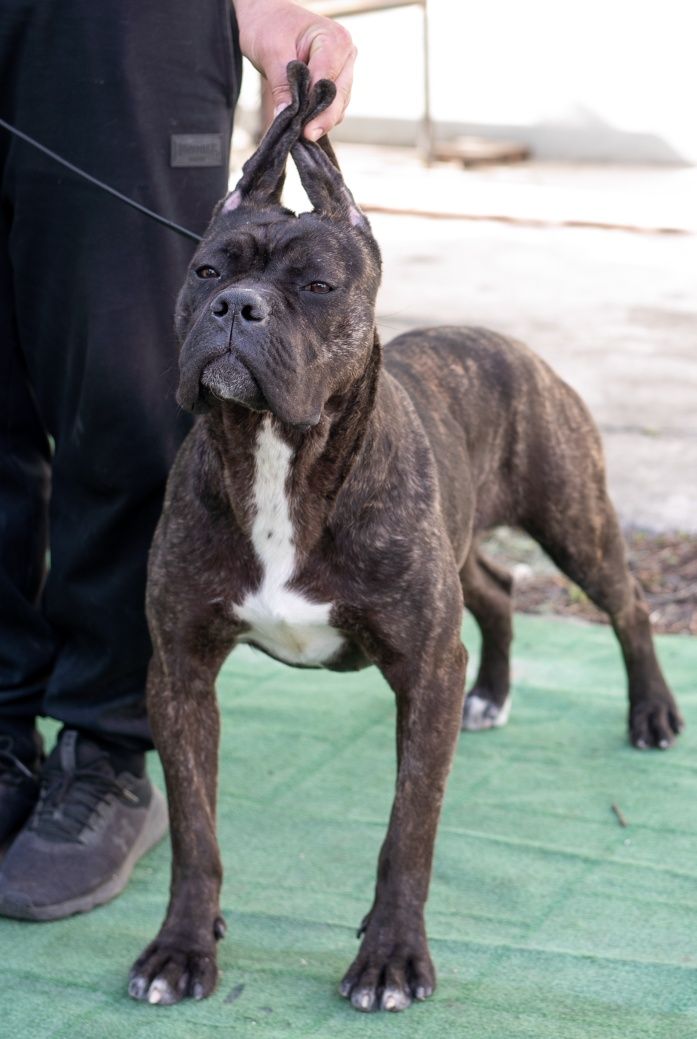 Femela Cane Corso brindle doar pt cunoscători