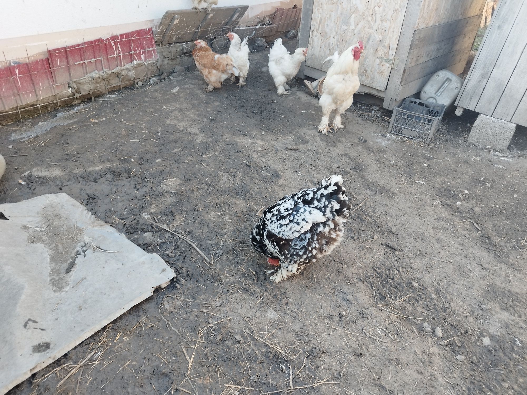 Vănd ouă de găini spaniole rasă de găini brahma